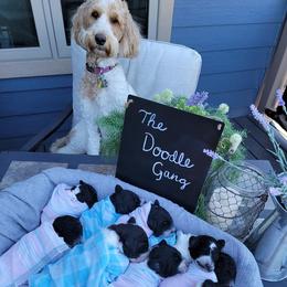 Goldendoodles from The Doodle Gang