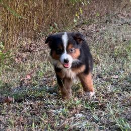 Rooney - Black tri male Miniature Australian Shepherd puppy in Michie, Tennessee from Acton Aussies