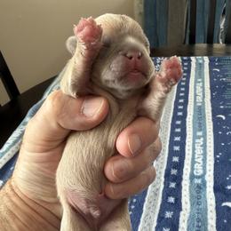 French Bulldog Puppies from Anthony Hynes