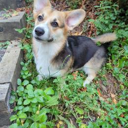 Bacon - Pembroke Welsh Corgi
