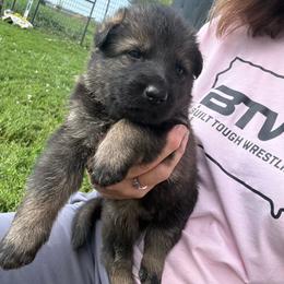 Charlie - Sable male German Shepherd puppy in Humboldt, Iowa from Carlson Hill Farm