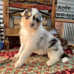 Aoife (EE-fa) - Blue merle female Collie puppy in Hinckley, Minnesota from Rusty Spur Collies