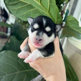 Denali - Black and white female Pomsky puppy in Rathdrum, Idaho from Smart Pomskies and Frenchies