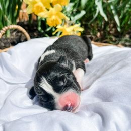 Siberian Husky Puppies from Wooly Woof Siberians