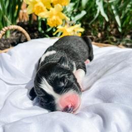 Siberian Husky Puppies from Wooly Woof Siberians