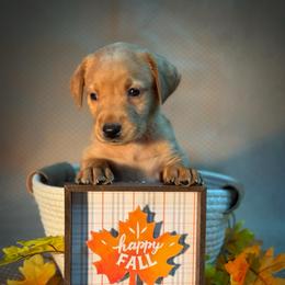Timber - Yellow male Labrador Retriever puppy in Isle, Minnesota from Dog Ear Outfitters