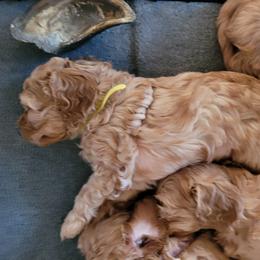 Cavapoo Puppies from Prince Pups