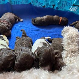 Lagotto Romagnolo Puppies from Crescendo Lagotto Romagnolos