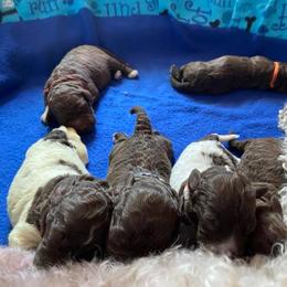 Lagotto Romagnolo Puppies from Crescendo Lagotto Romagnolos