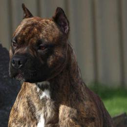 American Pit Bull Terriers from Barajas Family Ranch