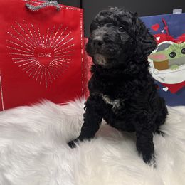 Aussiedoodle Puppies from San Francisco Breeding