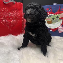 Aussiedoodle Puppies from San Francisco Breeding