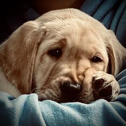 Jack Russell Terrier and Labrador Retriever Puppies from Canine Assist