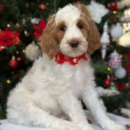 Siri - Parti female Goldendoodle puppy in Yuciapa, California from AlltheDoodlez_