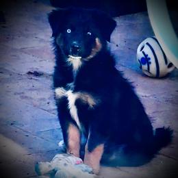 Molly (Darth Maul) - Black tri-color female Australian Shepherd puppy in Tucson, Arizona from TTTNT Aussies