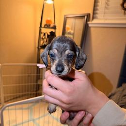 Penelope (pink) - Wild boar and cream female Dachshund puppy in Modesto, California from Once Upon a Mini Dachshund