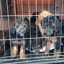 Poodles from Smith Lake Standard Poodles