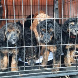 Poodles from Smith Lake Standard Poodles