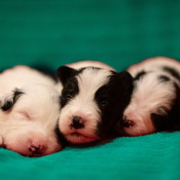 Border Collie Puppies from High Point Border Collies
