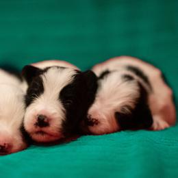 Border Collie Puppies from High Point Border Collies
