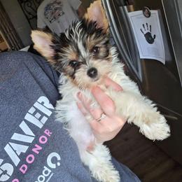 Spade - Parti male Yorkshire Terrier puppy in Lakeland, Florida from You Me & The Yorkies
