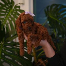 Mocha - Red  female Poodle puppy in Miami, Florida from COFFEE’S HEARTLINE POODLES