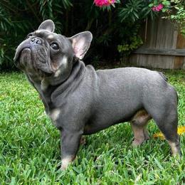 Momo - French Bulldog