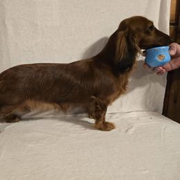 Kitana - Dachshund