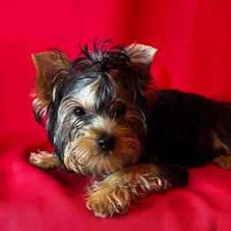 KH girl 1 - Blue and gold female Yorkshire Terrier puppy in Alburnett, Iowa from Hobbs Shire Yorkies
