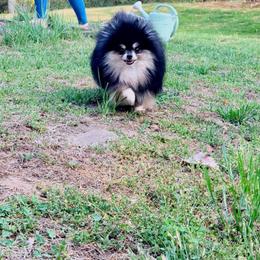 Fefe - Pomeranian