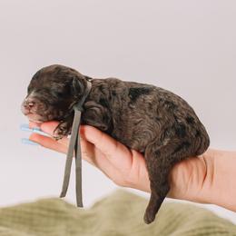 Grey Boy - Merle male Cavapoo puppy in Mckinney, Texas from Doodles of North Tx