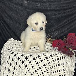 Derby - Light golden male Golden Retriever puppy in Adair, Oklahoma from Rejoice Retrievers