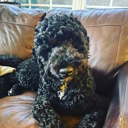 Winston - Poodle