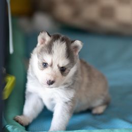 Raspberry - Blue female Pomsky puppy in Bellevue, Washington from The Pomsky Garden