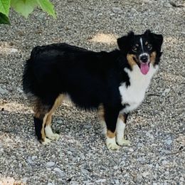 Chanel - Miniature Australian Shepherd