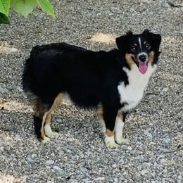 Chanel - Miniature Australian Shepherd