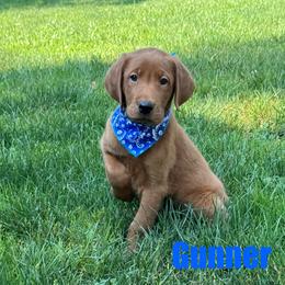 Gunner - Yellow male Labrador Retriever puppy in Tigard, Oregon from Morrison Labrador Retreivers