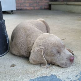 Dilute Retriever and Labrador Retriever Puppies from SmoKy Hills Labradors