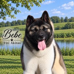 Bebe - Akita