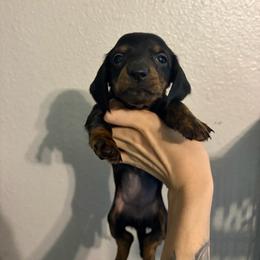 Sunshine - Black and tan female Dachshund puppy in Conroe, Texas from R&M Dachshunds