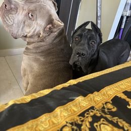Cane Corso and Poodle Puppies from Viceroy Corsos
