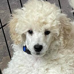 Poodles from Songbird Miniature Poodles