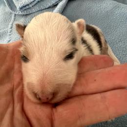 Skittles - White blue merle and tan male Shetland Sheepdog puppy in Kerville, Texas from Cedar Hill Kennels