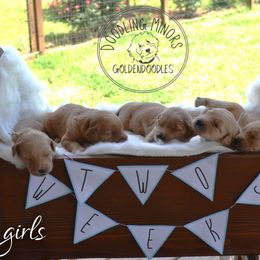 Goldendoodle Puppies from Doodling Minors