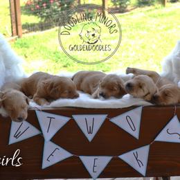 Goldendoodle Puppies from Doodling Minors
