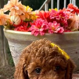 Belinda - Red  female Poodle puppy in Mint Hill, North Carolina from DoodleForever