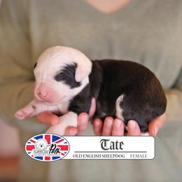 Tate - Gray and white female Old English Sheepdog puppy in Cleveland, Tennessee from Narrow Path Old English & Sheepadoodles