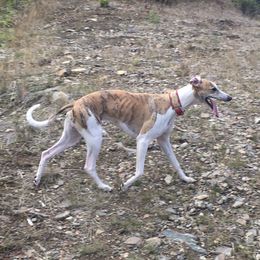 Blaze - Whippet