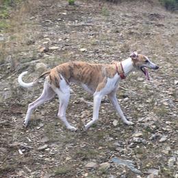 Blaze - Whippet