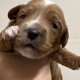 Chip - Apricot male Double Doodle puppy in Hendersonville, Tennessee from My Sweetest Doodle